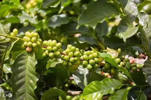 盤點(diǎn)現(xiàn)代世界農(nóng)業(yè)的6大模式，告訴農(nóng)民 棉花種植這么做才賺錢