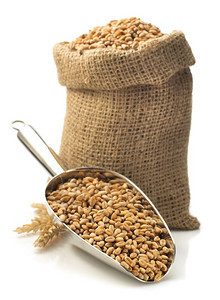 木勺上的小麥種子 一粒谷物的文明史詩