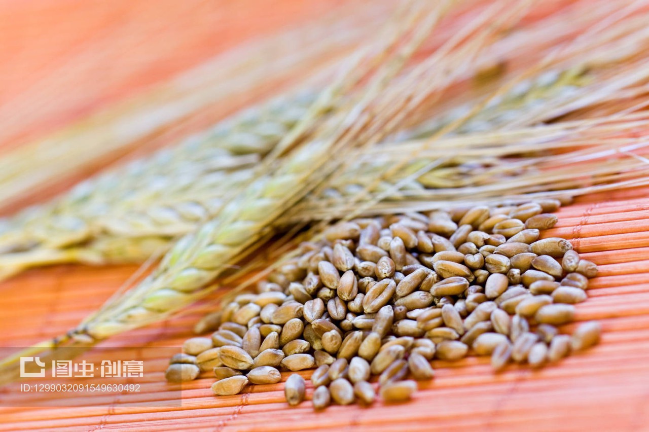 谷穗與棉鈴 農(nóng)耕文明的瑰麗交響