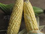 徐聞邁陳新鮮超甜玉米 綠色食品的產(chǎn)地直銷新選擇
